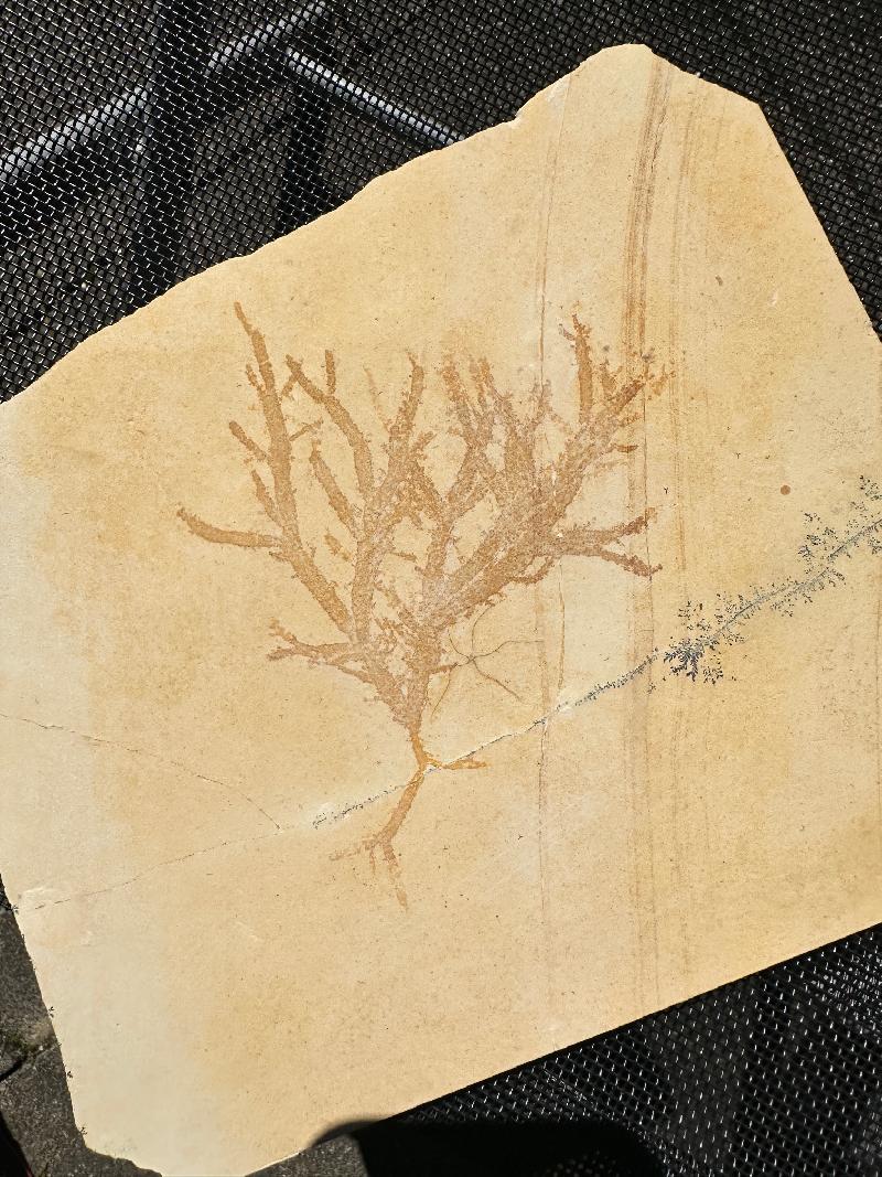 Codites serpentinus Bild ©