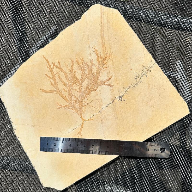 Codites serpentinus Bild ©