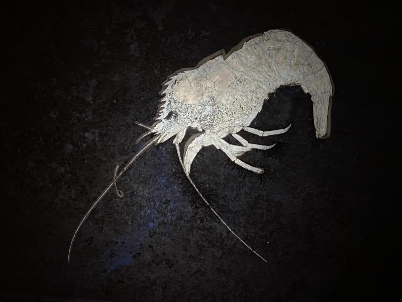 Drobna deformis Bild &copy;