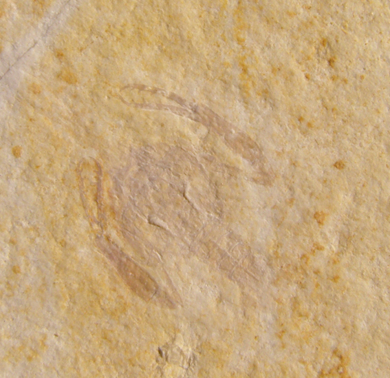 Palaeopentacheles roettenbacheri Bild &copy;