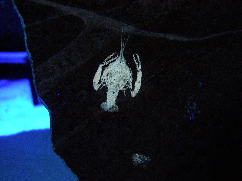 Palaeopentacheles roettenbacheri Bild &copy;