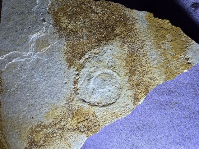 Metahaploceras sp. Bild &copy;