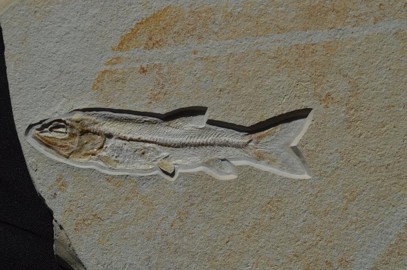 Anaethalion sp. Bild &copy;