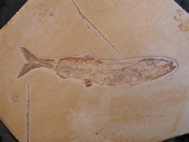 Elopsomolos sp Bild ©