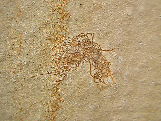 Cyanophyceae sp. Bild ©