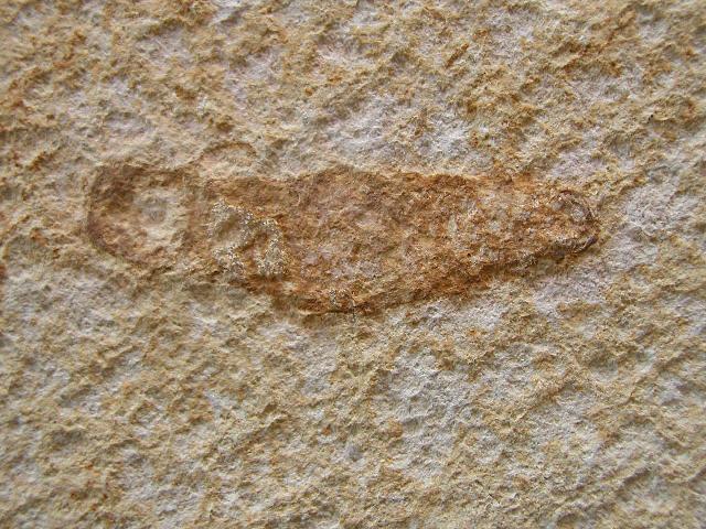 Urda sp. Bild ©