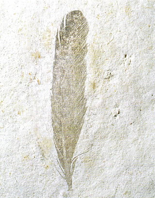 Archaeopteryx lithographica Bild ©