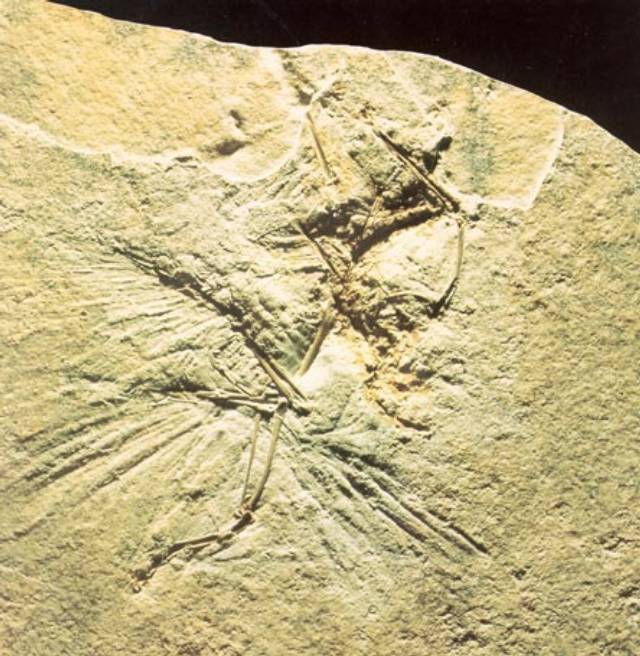 Archaeopteryx lithographica Bild ©