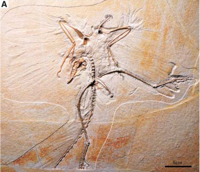 Archaeopteryx sp. Bild ©