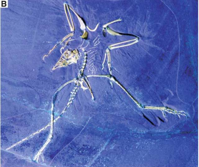 Archaeopteryx sp. Bild ©