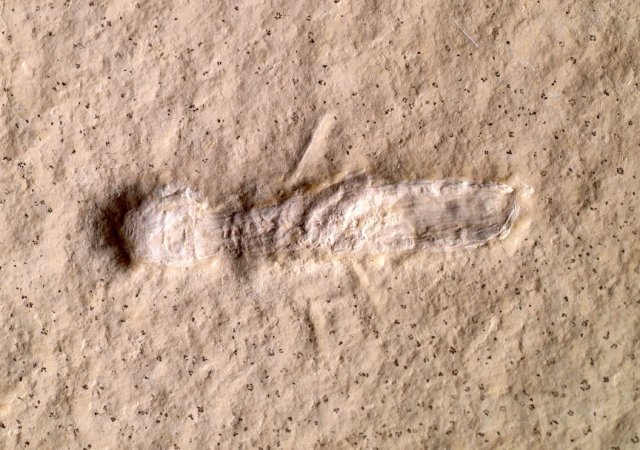 Mecochirus sp. Bild ©