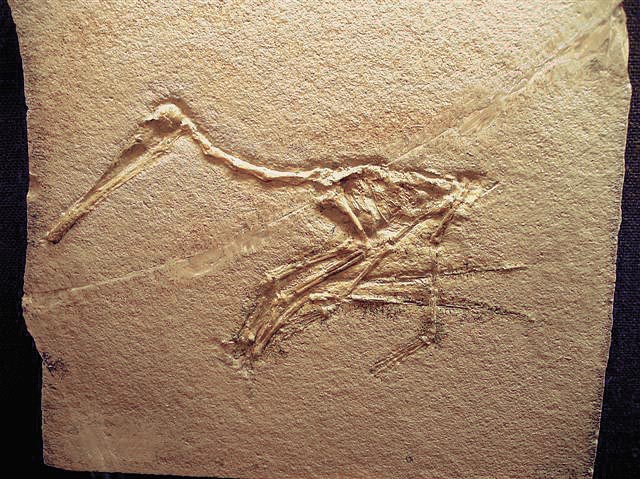 Pterodactylus sp. Bild ©