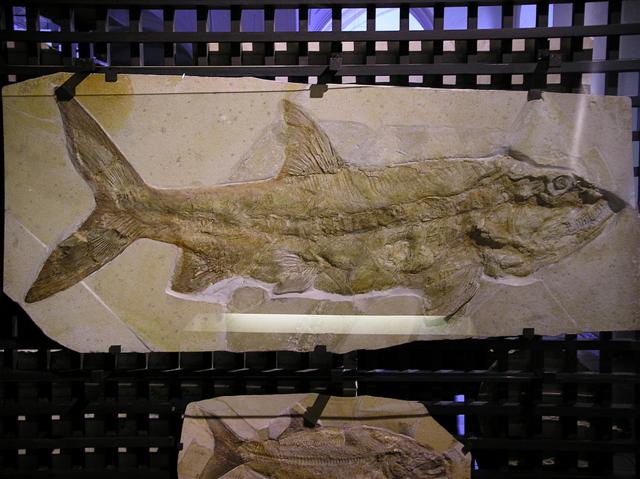 Caturus (strobilodus) giganteus WAGNER, 1851 - Die Fossilien von Solnhofen