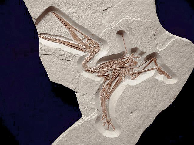 Pterodactylus sp. Bild ©