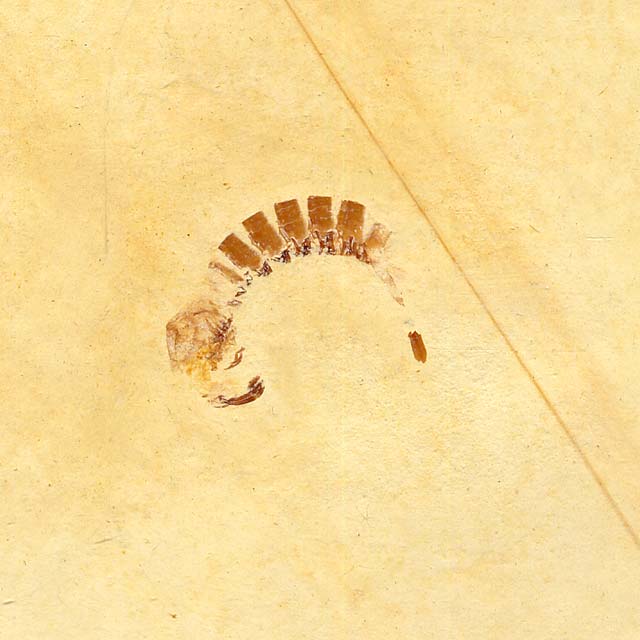 Tyrannosculda laurea Bild ©