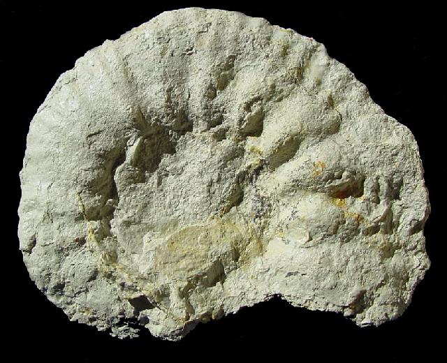Gravesia gigas Bild © Gravesia gigas Bild ©
