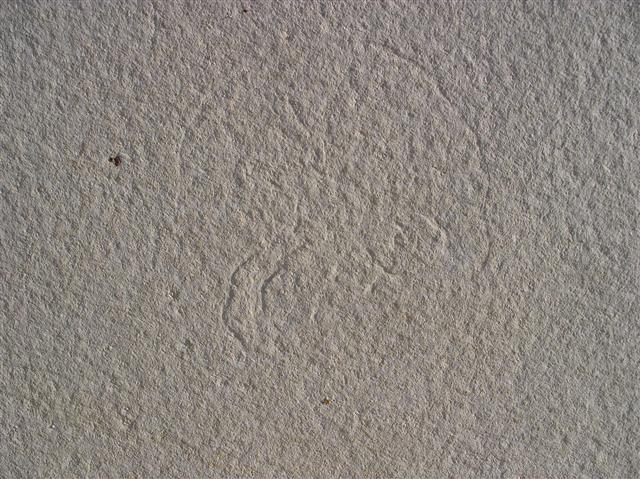 Qualle (Scyphozoa) non det. Bild ©