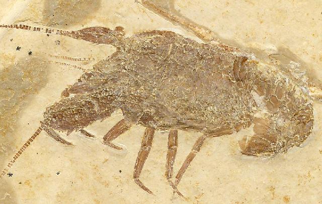 Glyphea squamoso Bild ©