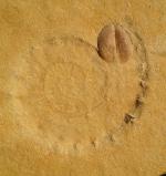 Hybonoticeras