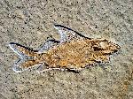 Propterus microstomus AGASSIZ