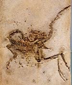 Compsognathus longipes