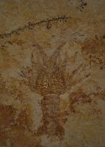Palinurina