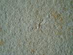 Spiniloma spinosa GOLDFUSS