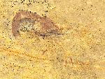 Bylgia spinosa MUENSTER