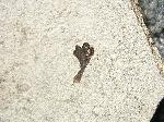 Chondrites flabellatus