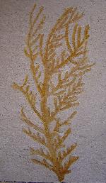 Palaeocyparis princeps