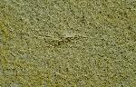 Eintagsfliegen (Ephemeroptera)