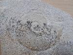 Paralingulaticeras