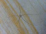 Geocoma carinata (GOLDFUSS 1833)