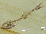 Leptolepides