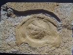 Rhizostomites admirandus HAECKEL
