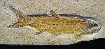 Liodesmus sprattiformis