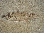 Coccoderma nudum REIS