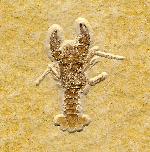 Pustulina
