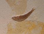 Pleuropholis sp. 