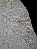 Proterogomphus