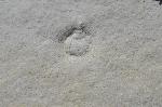 Ampullina