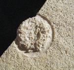 Pseudosalenia