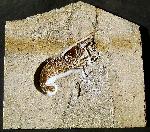 Antrimpos nonodon OPPEL
