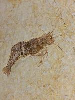 Pseudodrobna kenngotti