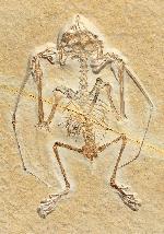 Anurognathus