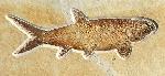 Amblysemius bellicianus THIOLLIERE