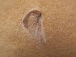 Schnecke