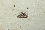 Notidanoides