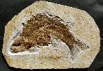 Lepidotes ovatus EASTMAN