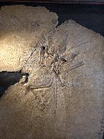 Archaeopteryx lithographica